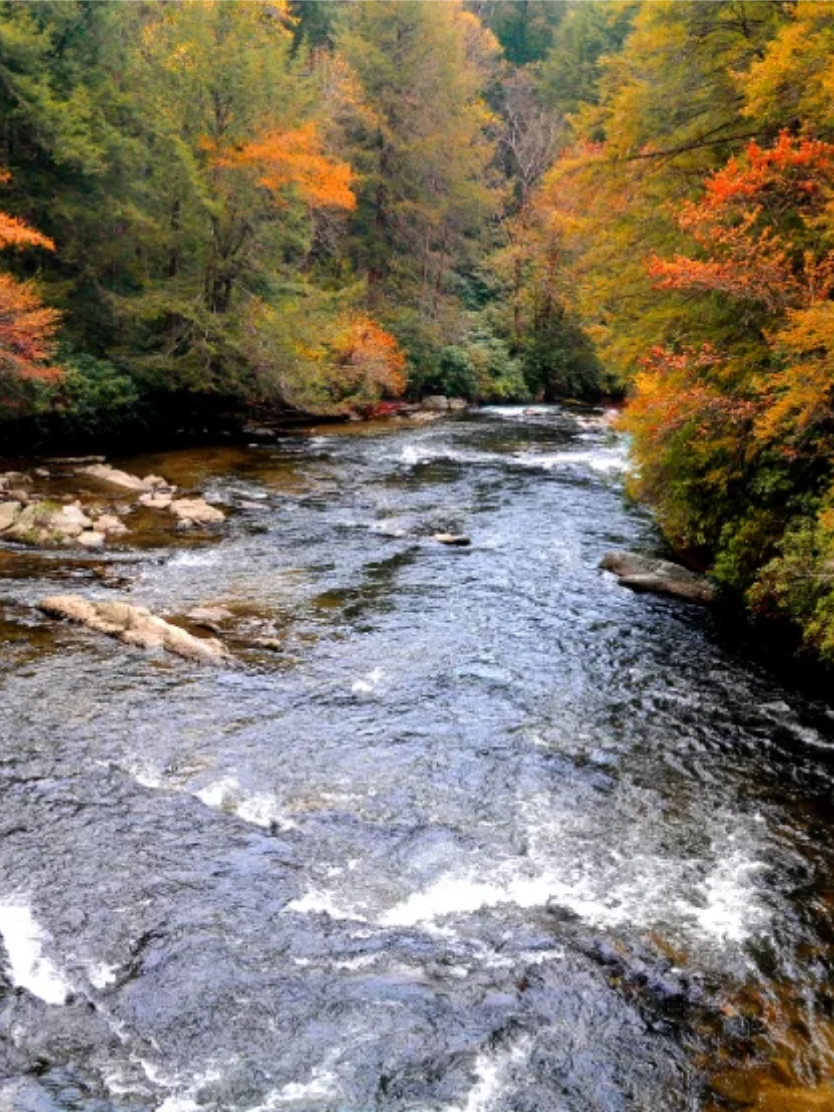 Southern forest and river at dawn — portrait crop